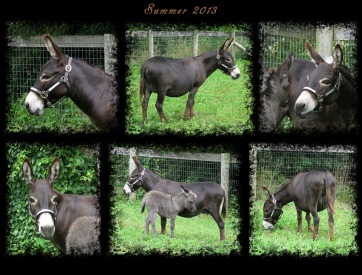 Critter Haven Farm Miniature Donkeys